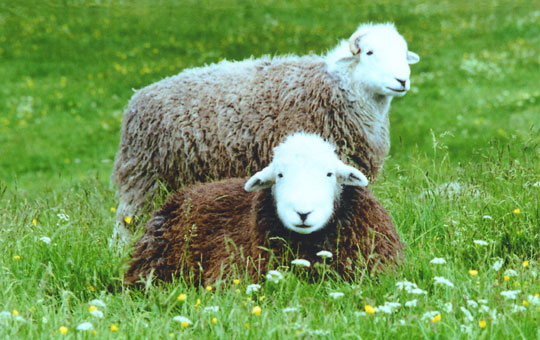 herdwick1.jpg