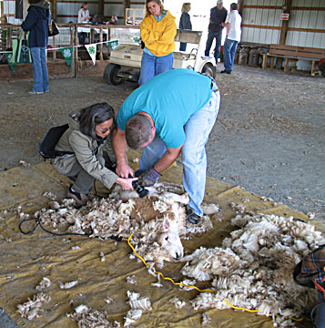 shearing.jpg